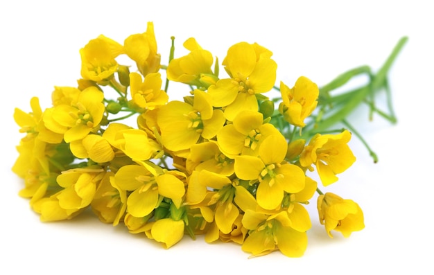 Mustard flowers over white background