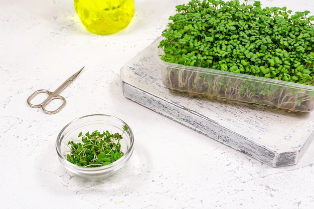 Mustard microgreens grow in a tray and cut in a glass bowl by scissors The concept of proper vegan food