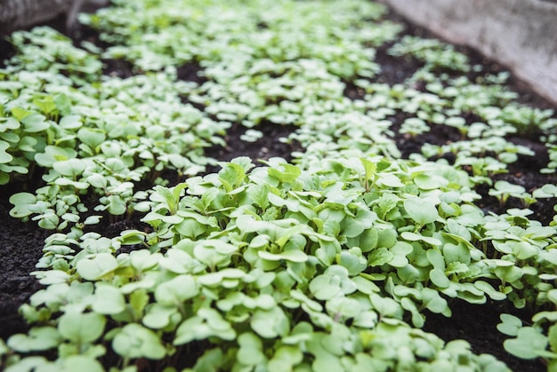 Mustard plant green manure natural fertilizer Sinapis alba seedlings in the garden bed