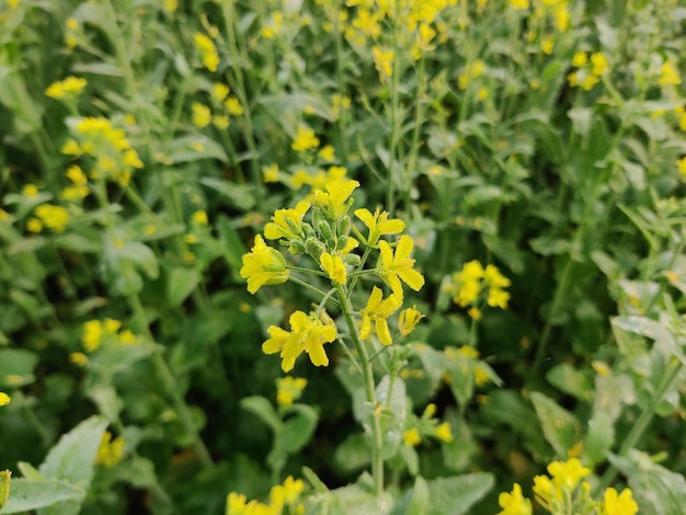 Mustard plant , Leaf mustard flower.