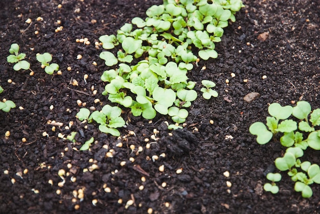 Mustard plants and seed on the ground green manure Sinapis alba seedlings in the garden