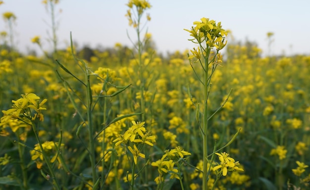 Mustard seed plant growing in field of yellow gold blooming plants with blue sky and rapeseed