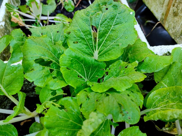 Mustard vegetable leaves that have been eaten by insects