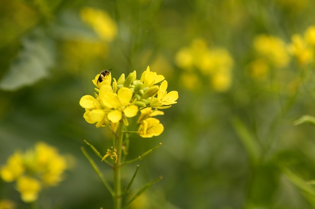 Mustard yellow flower green field