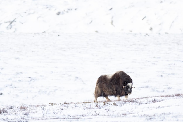 Musx Ox in Dovrefjell National Park in a snowy landscape