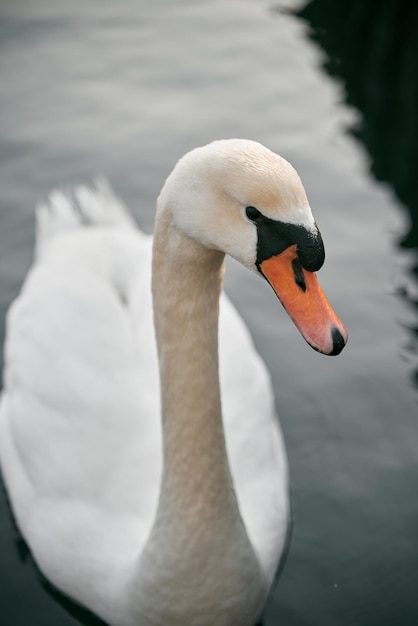 Mute swan in baltic sea Beautiful white swan is swimming in the calm sea during evening Relaxation and calmness concept