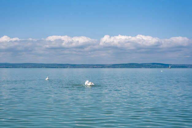 Mute swan Cygnus on a Balaton lake