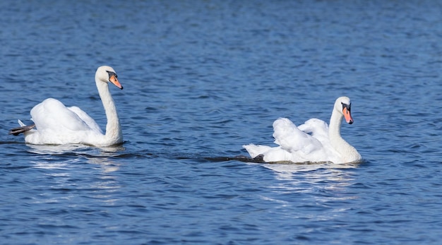 Mute swan Cygnus olor The family floats on the morning river