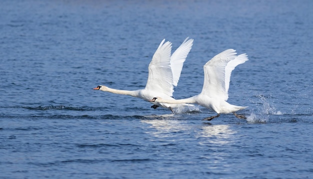 Mute swan Cygnus olor Swans take off from the surface of the river