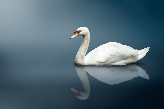 Mute Swan Cygnus olor