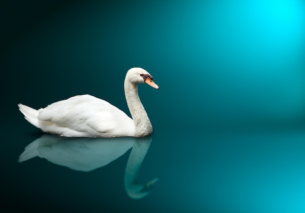 Mute Swan Cygnus olor