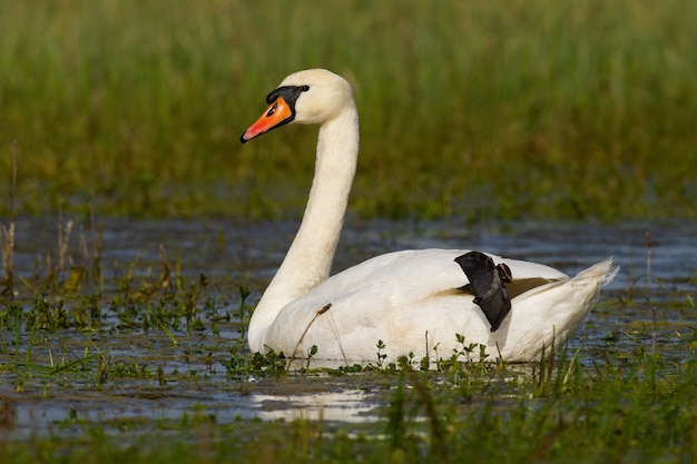 Mute swan floating on wetland in green spring nature