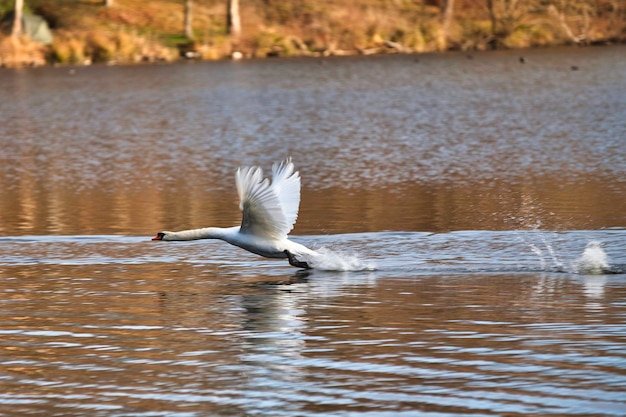 Mute swan flying out the water