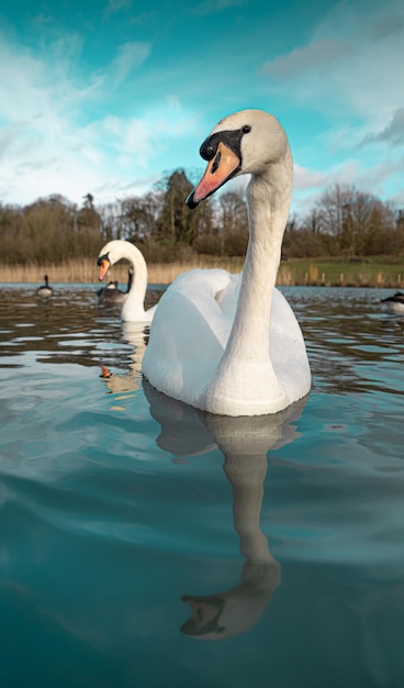 Mute swan swans pair low-level water side view macro animal background portrait