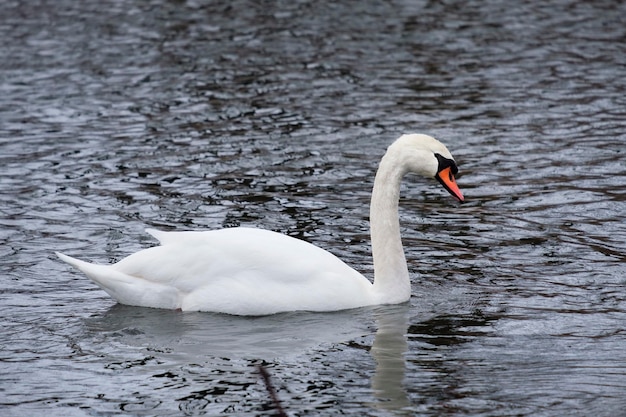 Mute swan in the water Cygnus olor