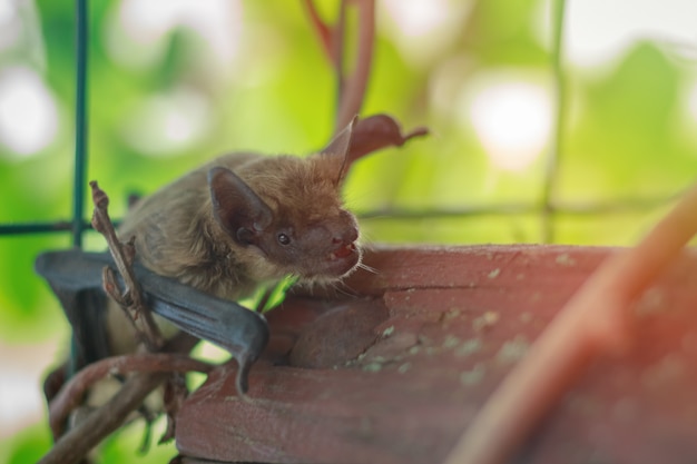 Muzzle bat close up in nature