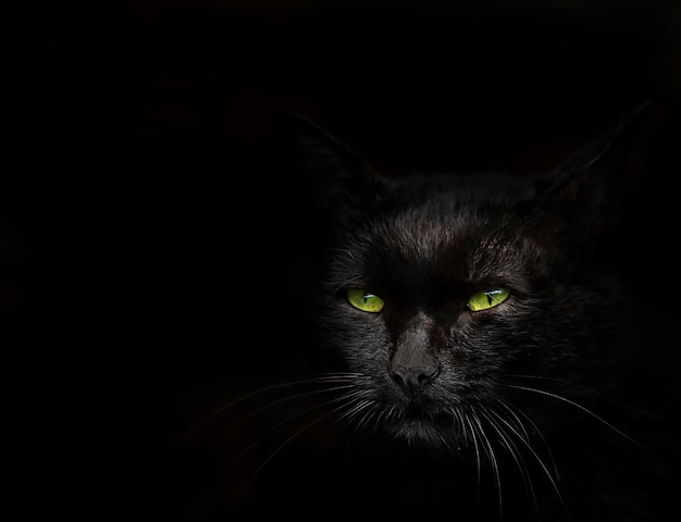 Muzzle of a black cat with green eyes close up on a black background