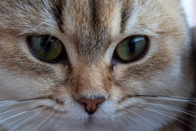 The Muzzle Of The British Shorthair Golden Chinchilla NY25 The eyes of the British shorthair