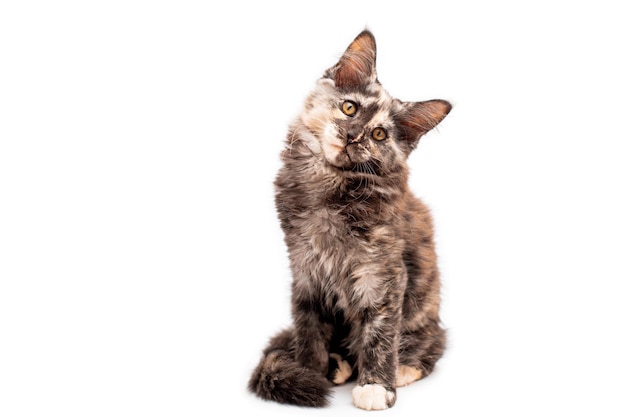 Muzzle brown tortoiseshell Maine Coon cat looking straight isolated white background