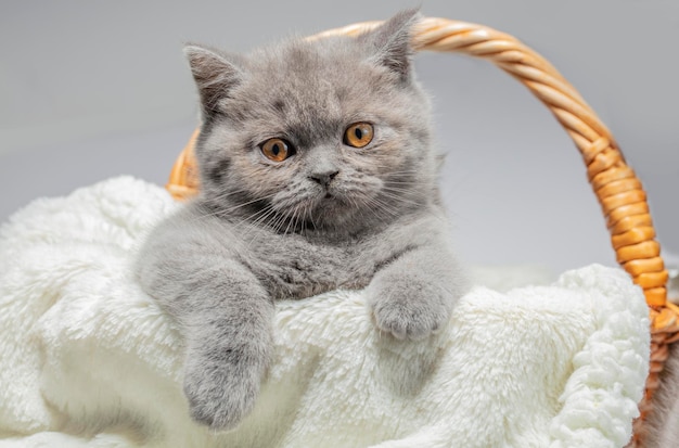 Photo the muzzle of a cute british kitten closeup