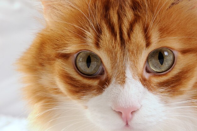 Muzzle a fluffy red-headed cat close-up