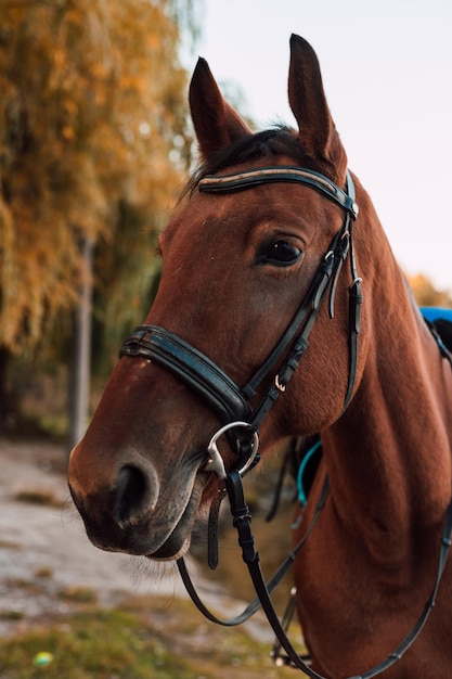 The muzzle of a horse against the backdrop of an autumn landscape