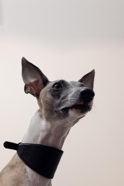 The muzzle of a Whippet dog in a beautiful black leather collar with raised ears looks up and to the side on a gray background closeup with details