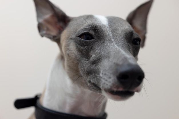 The muzzle of a whippet dog looking into the camera closeup