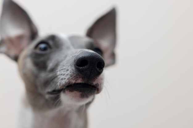 The muzzle of a whippet dog looking into the camera closeup