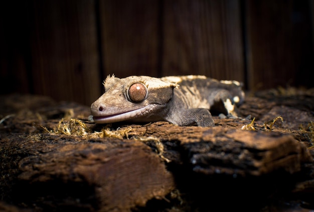 my beautifull crested gecko s