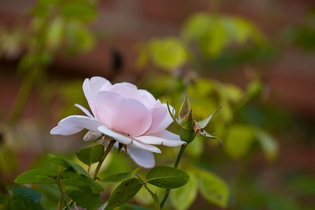 My garden beautiful White magnolia flower on a tree with green leaves and blur background Blossoming light pink Magnolia flower in a garden with other plants in the background on a sunny day