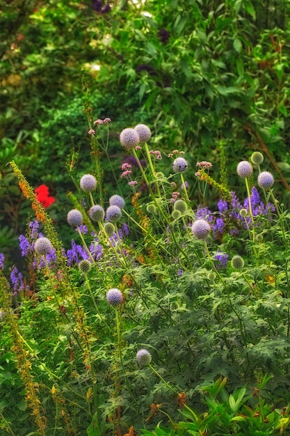 My garden Bright colorful flowers and plants or foliage bloom in a garden in springtime Violet Globe Thistle Echinops growing in the garden on a sunny summer day A beautiful backyard in season