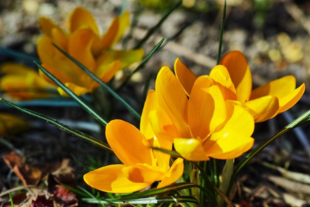 My garden A portrait closeup of beautiful fresh bloomed flowers The first spring flowers are yellow crocuses in a Giant Dutch crocus Crocus venues a crocus meadow on a bright sunny day