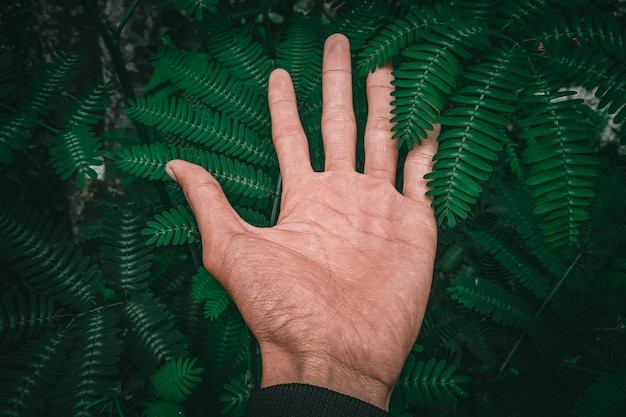 my hand with fresh green leaf