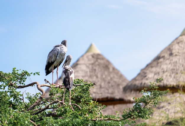 Mycteria birds on a tree in safari park