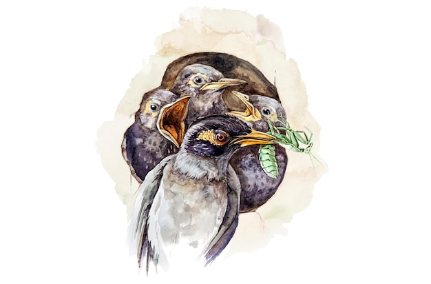 Mynah bird feeding her babies Watercolor illustration Wildlife forest bird feeding chicks