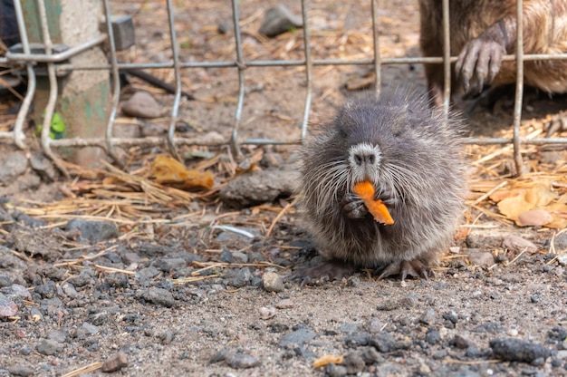 Myocastor coypus or swamp beaver holds food in its paws at the zoo