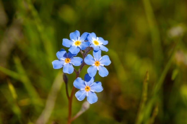 Myosotis scorpioides true or water forget-me-not