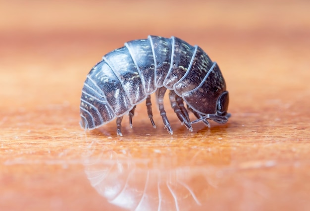 myriapod of julidae on a branch in a native habitat