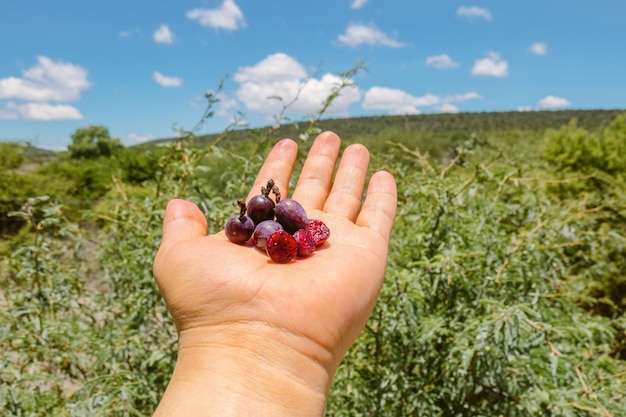 Myrtillocactus geometrizans Garambullo fruits in hand in Mexico