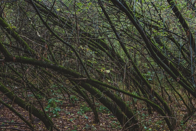 Mysterious dark forest with mossy trees dense thickets gloomy mysterious green forest with windbent