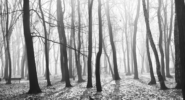 Mysterious dark old forest in fog, black and white