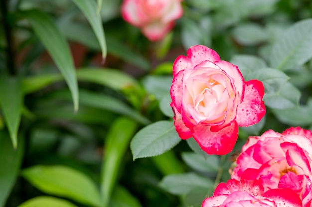 Mysterious fairy tale spring floral card with fabulous blooming Rose Nostalgie Red flowers summer fantasy garden on blurred background beautiful delicate rose in the garden