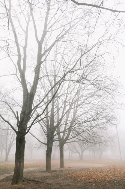 Mysterious scene of autumn nature in the foggy morning moody misty forest