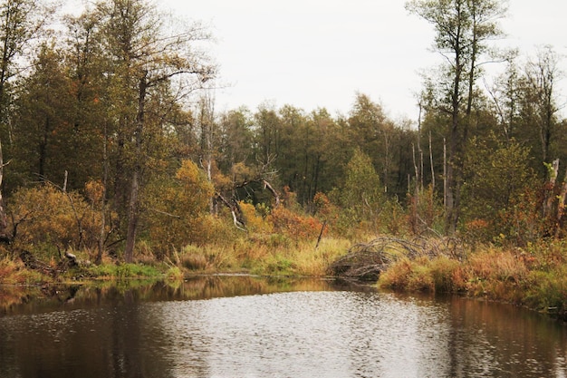 Mysterious shore of a forest lake with beautiful autumn colors