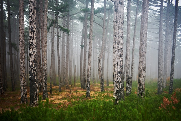 Mystery misty forest with green pine trees