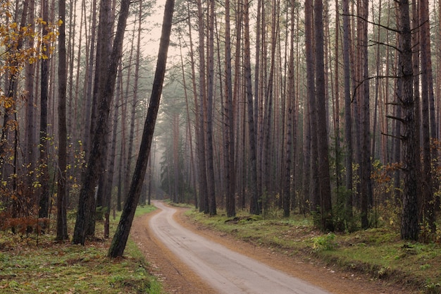 Mystic autumnal forest with fog