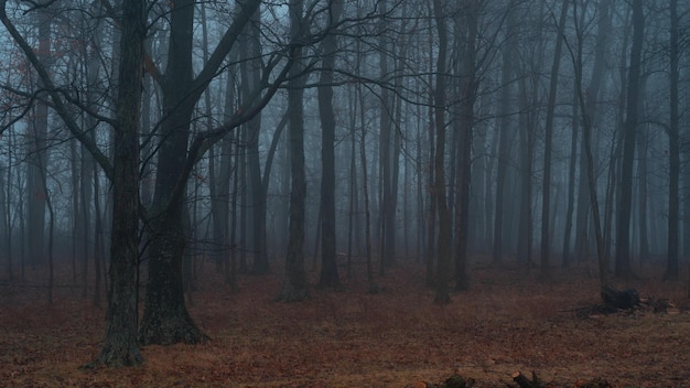 Mystic forest with trees in autumn