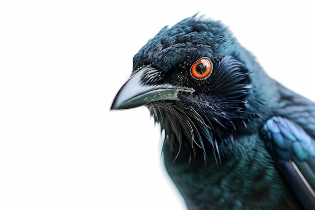 Mystic portrait of Asian Glossy Starling standing in studio isolated on white background