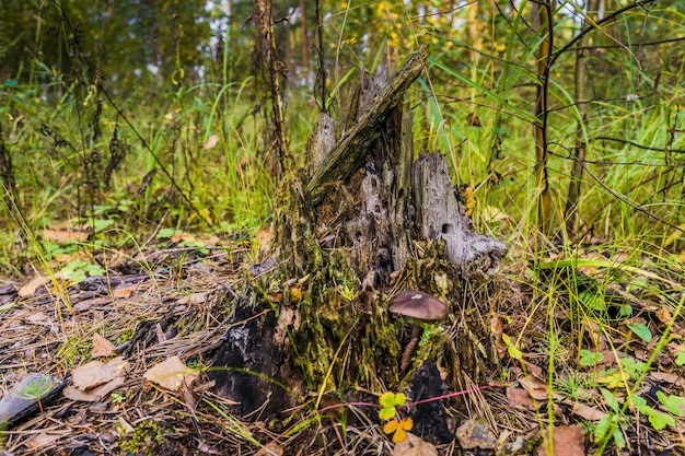 Mystic Stump in the Forest